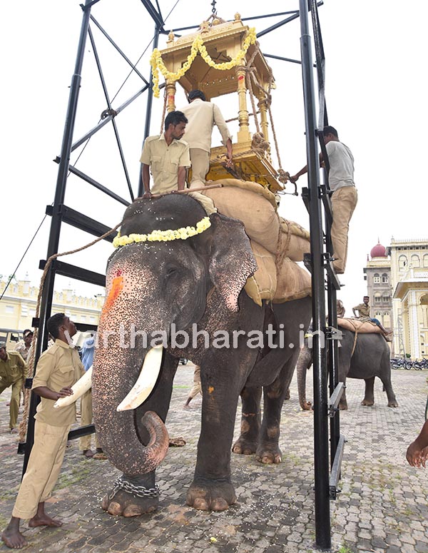 ಮೈಸೂರು ದಸರಾ: ಗಜಪಡೆಯಲ್ಲಿ ಅರ್ಜುನನಿಗಿಂತಲೂ ಧೈರ್ಯವಂತ ಅಭಿಮನ್ಯು!